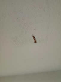 Further mold and moisture in the walls