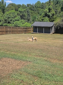 Dogs hanging out in the sun.