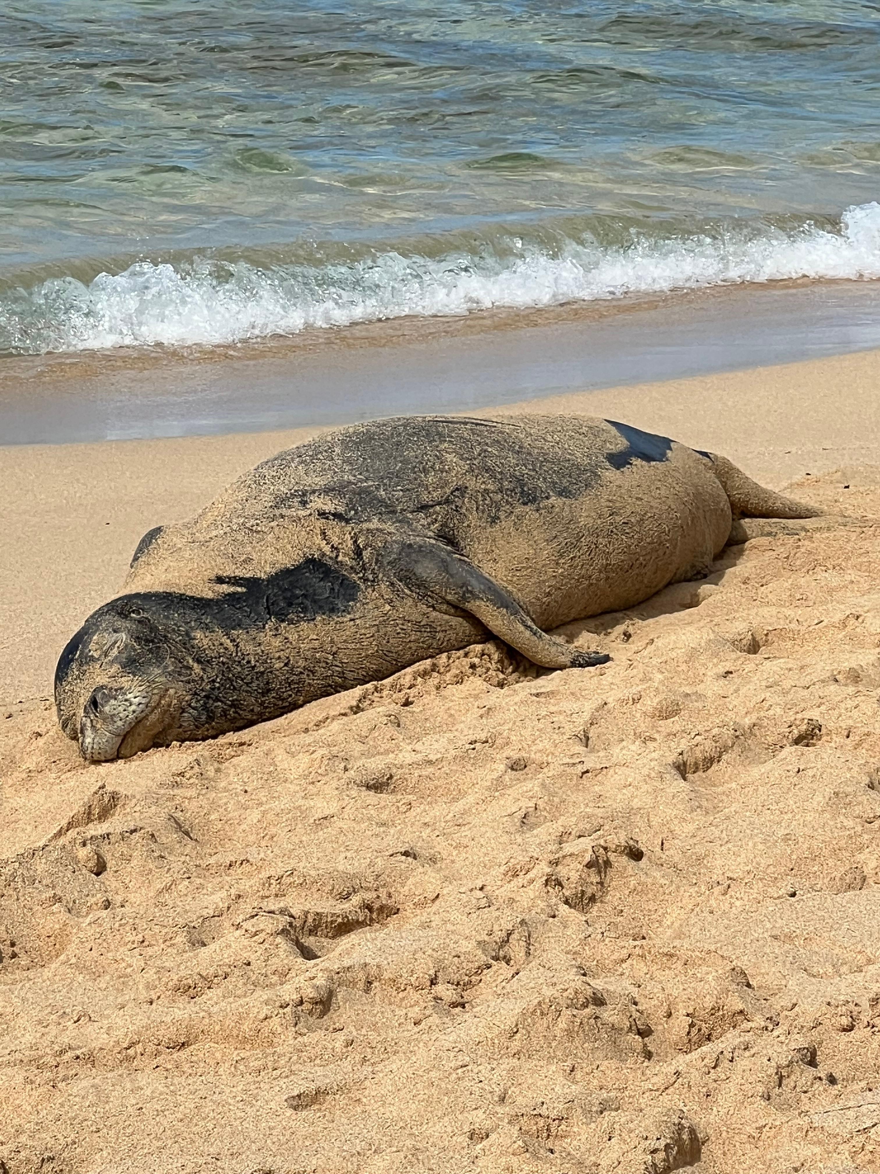 Hawaiian Munk seal at Poipu Beach