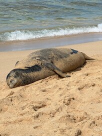 Hawaiian Munk seal at Poipu Beach