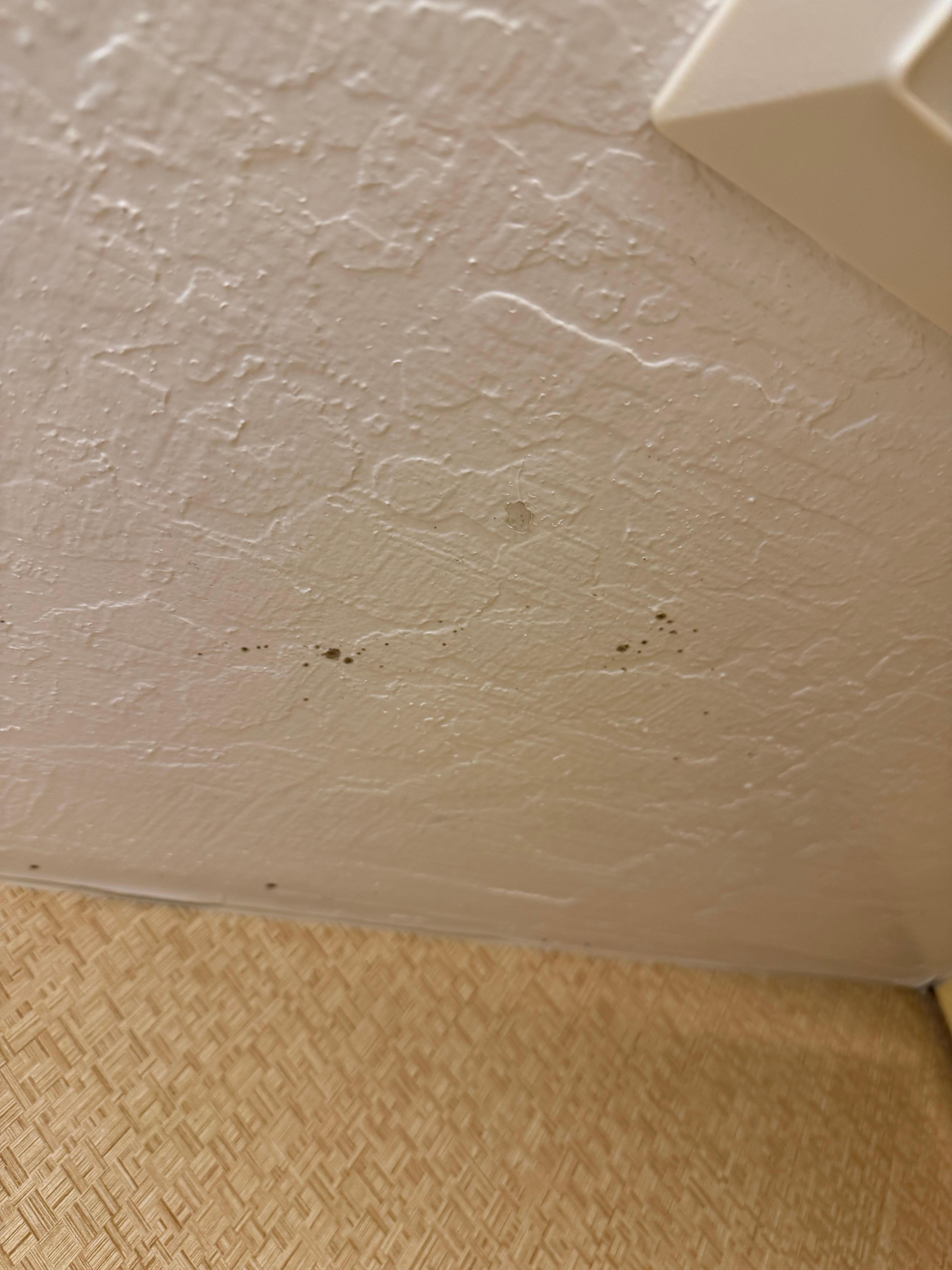 Mold on the ceiling