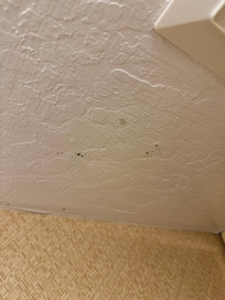 Mold on the ceiling