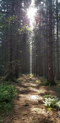 Boyce Hill State Forest trail