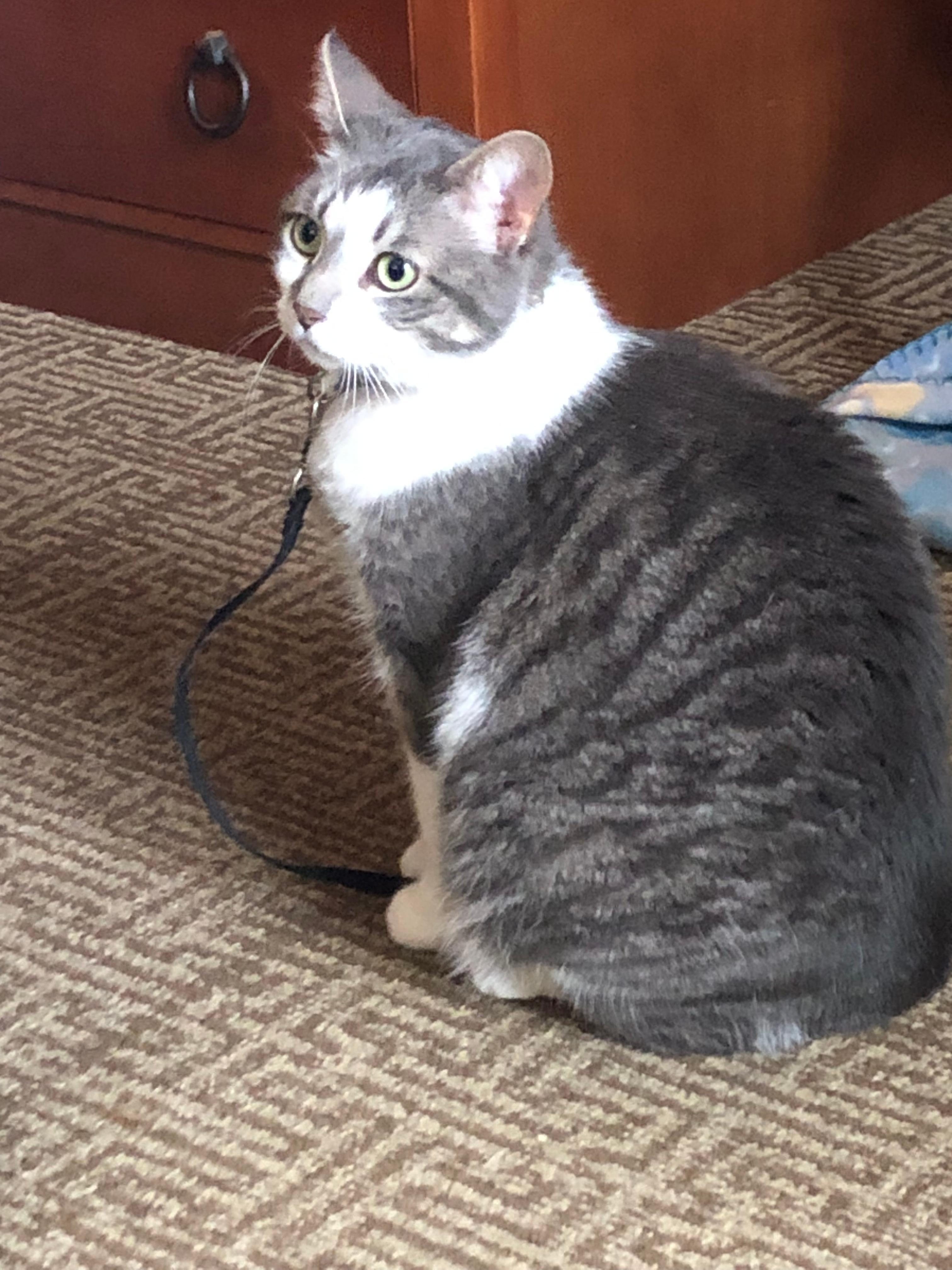 A photo of Graycie relaxing at the Comfort Inn, Augusta, ME.