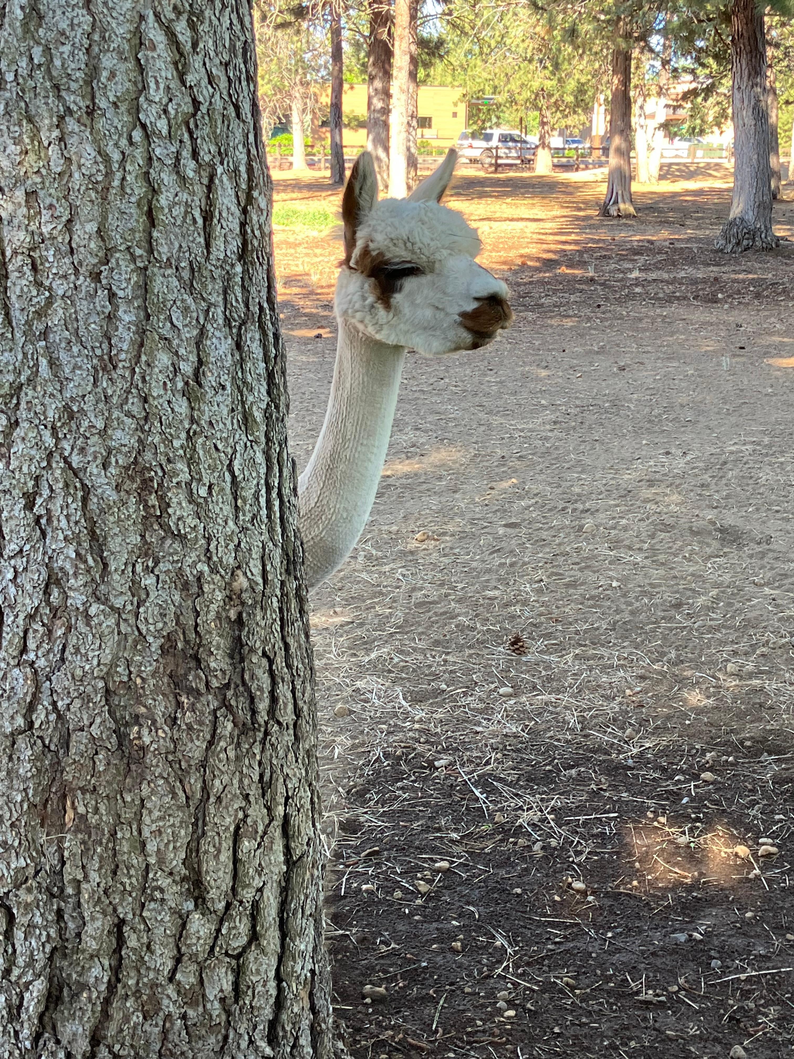Alpaca on grounds