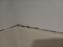 Black mold in the bathroom