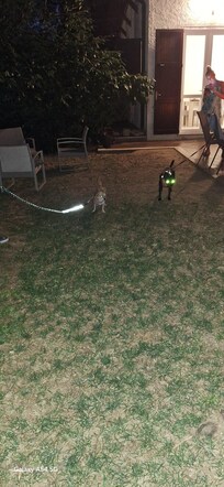 Hunde mussten leider immer angeleint werden!