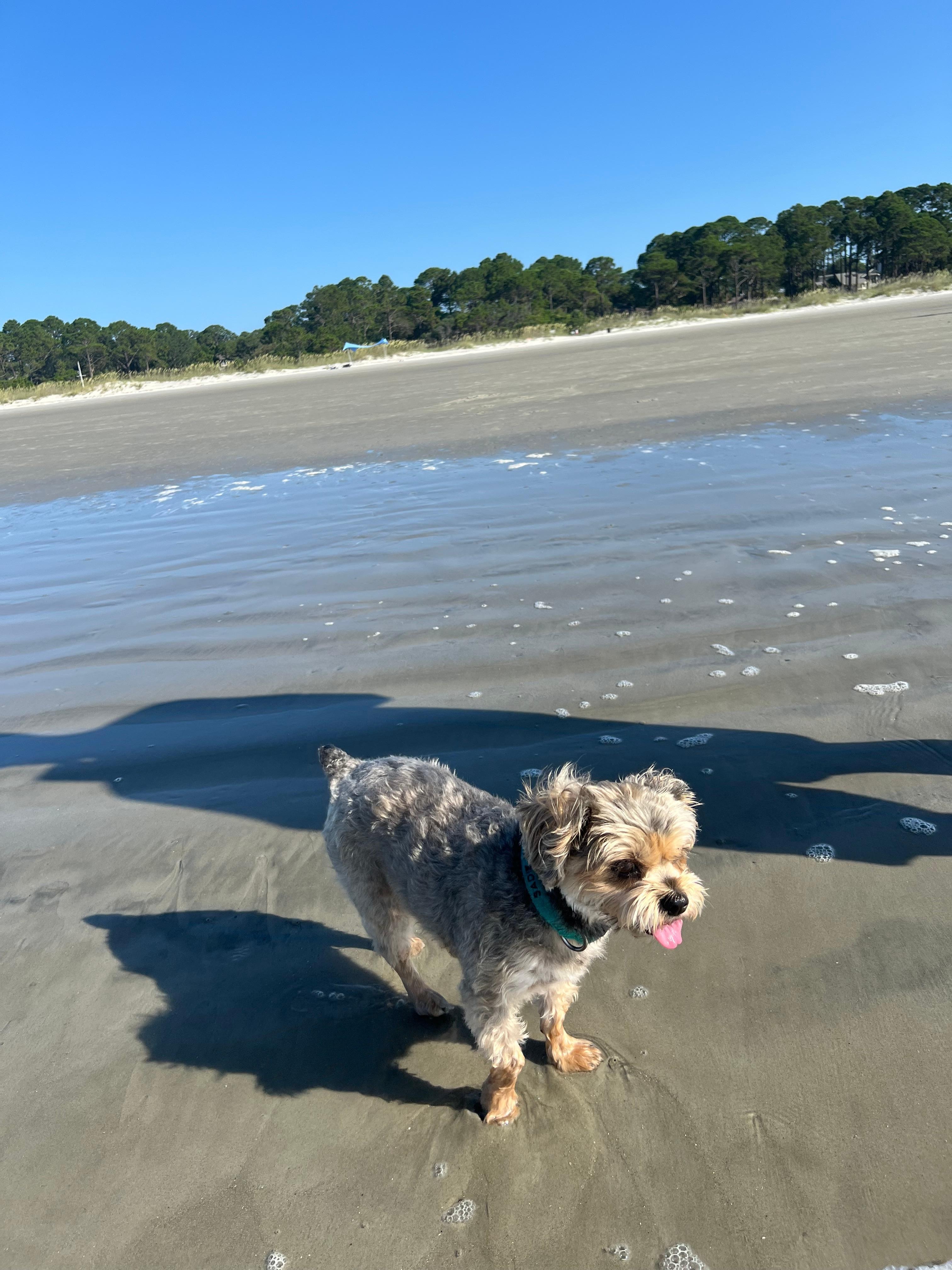 Great beach and happy little dog