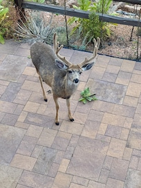 Friendly deer