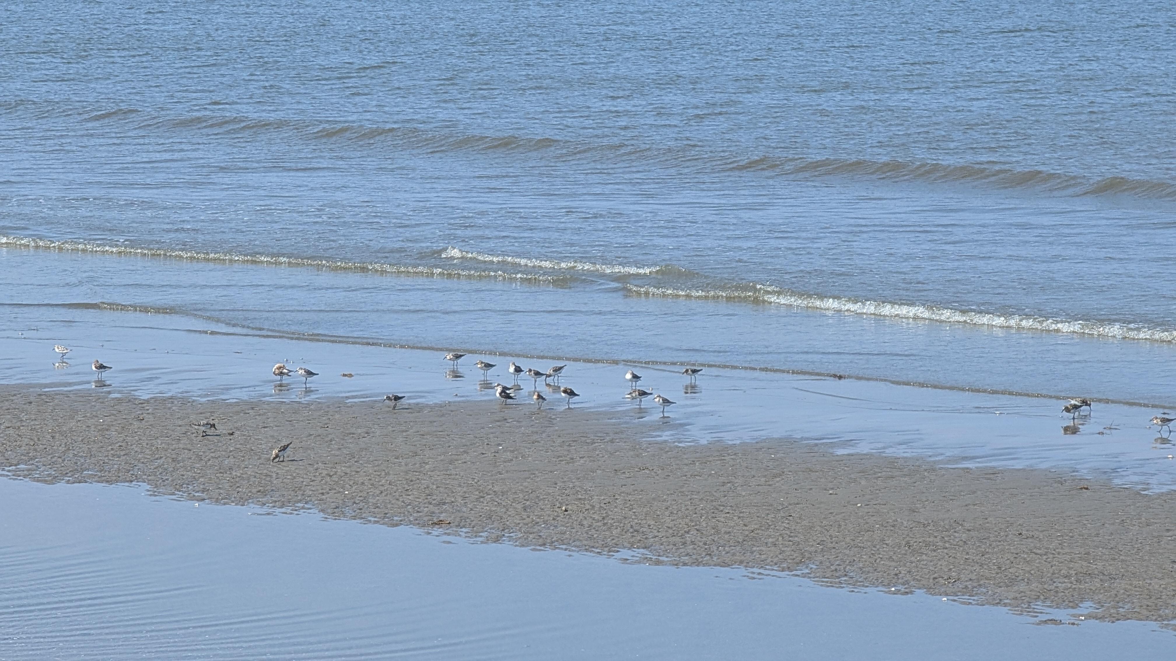Sanderlings on the beach