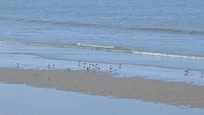 Sanderlings on the beach