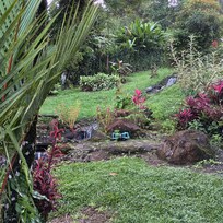 The stream