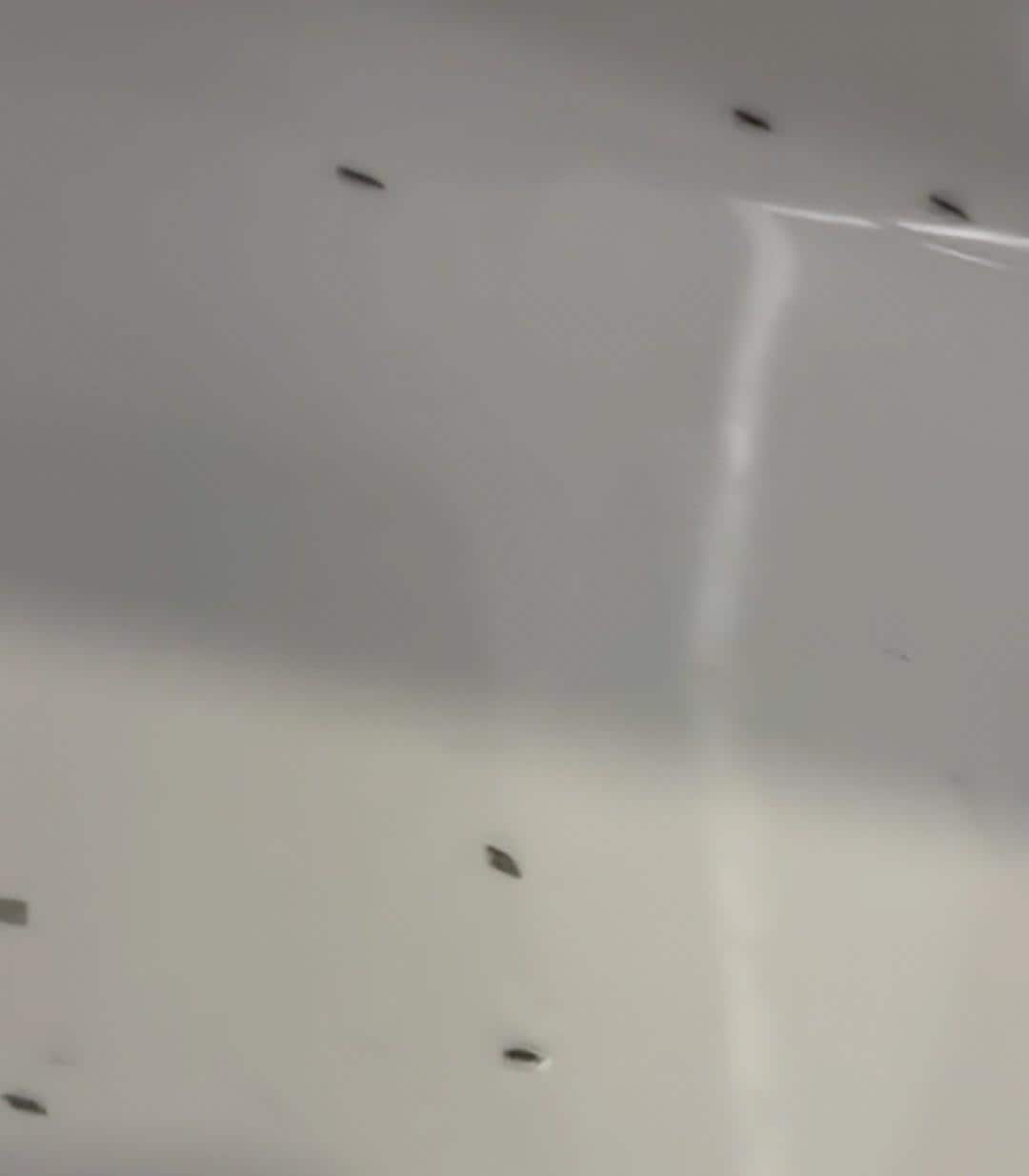 They were everywhere in the bathroom couldn't shower or wash our face or brush our teeth 