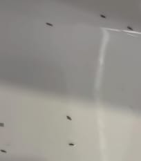 They were everywhere in the bathroom couldn't shower or wash our face or brush our teeth