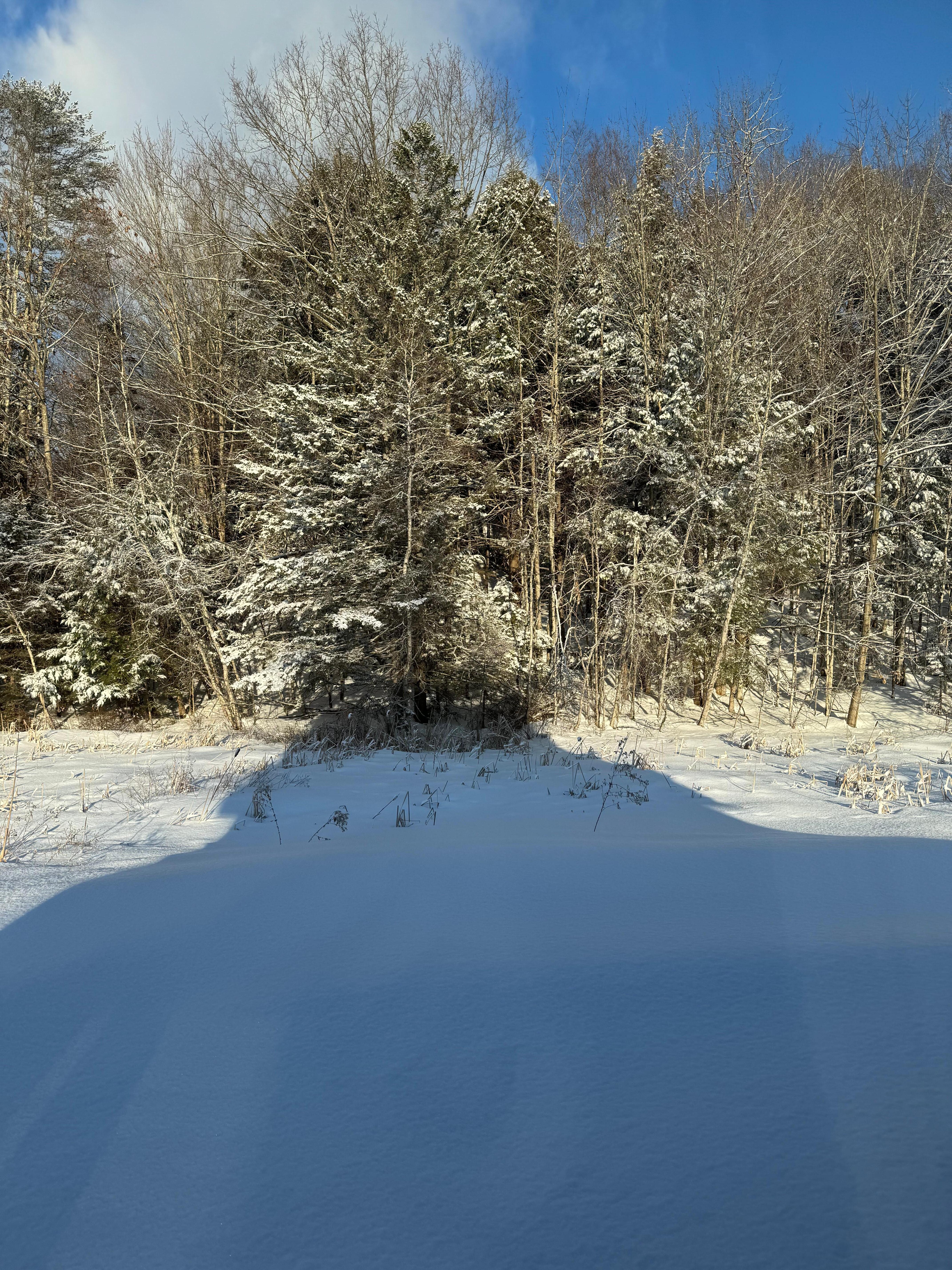 Lovely forested backyard 