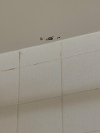 Mold in bathroom