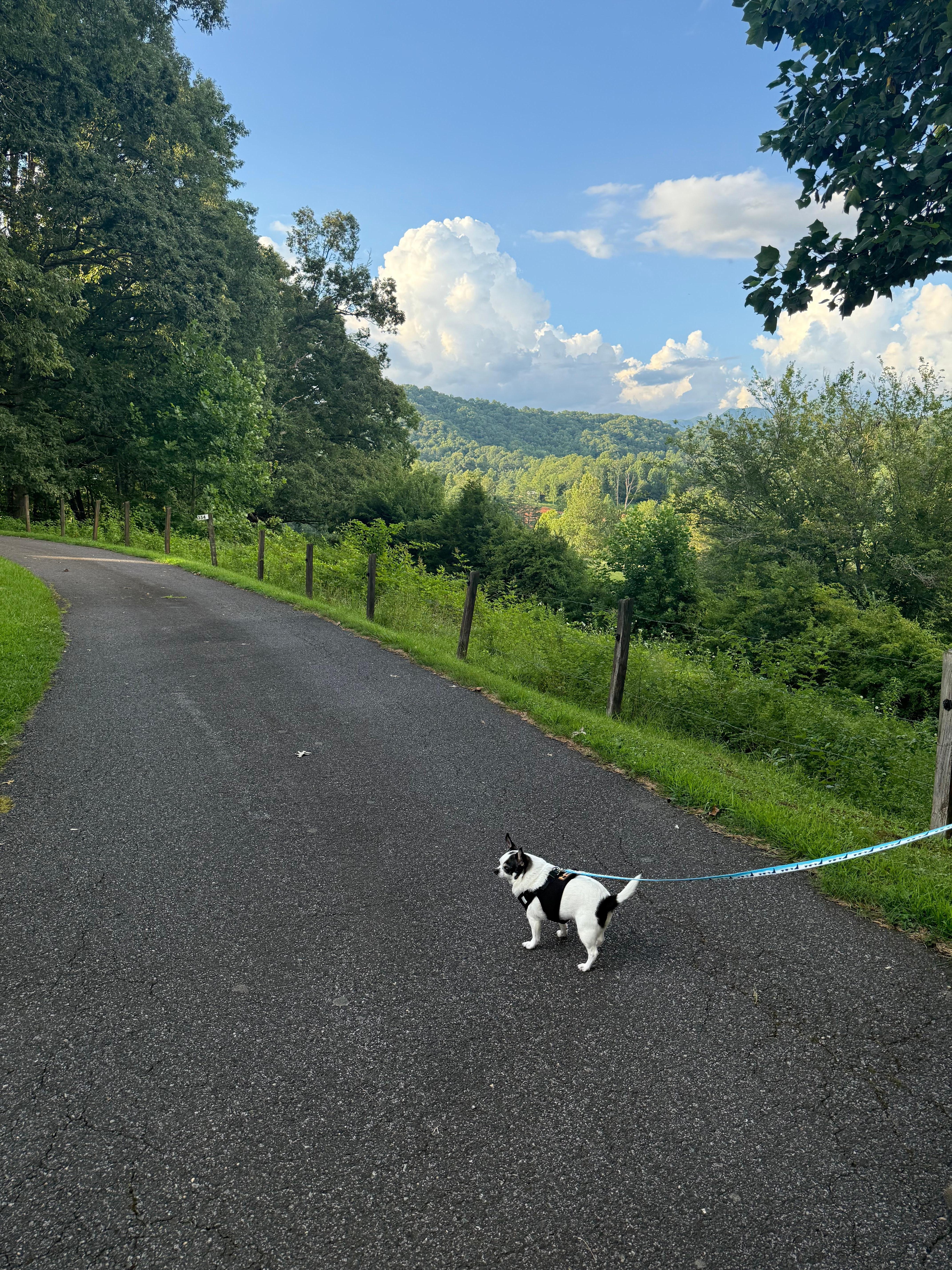 Pet friendly - lots of ground to explore. 