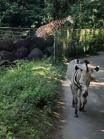 Giraffe on the safari vehicle