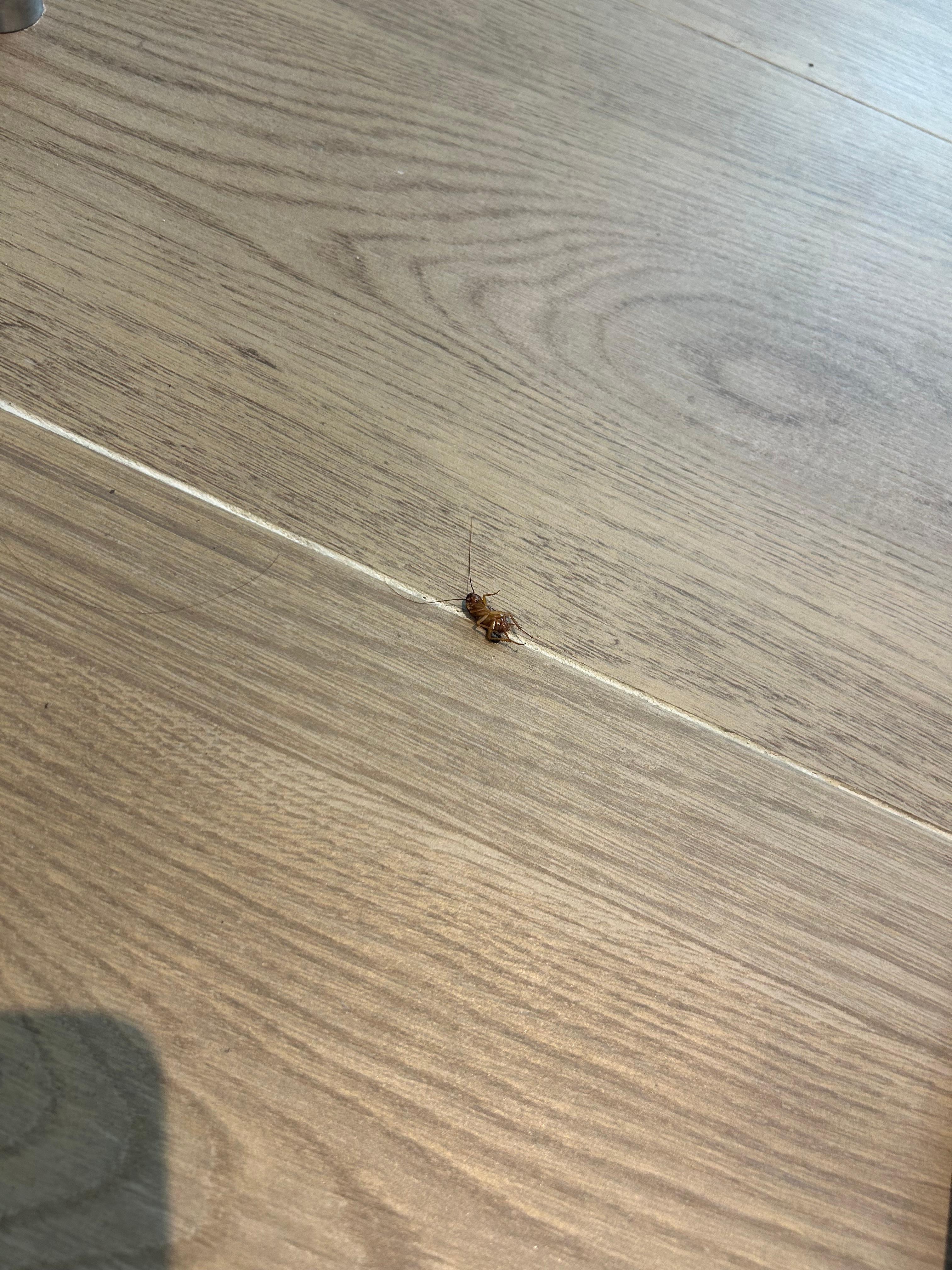 Cockroach found in our room