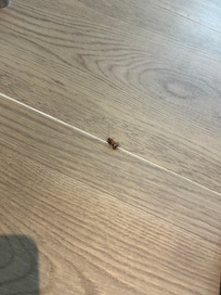 Cockroach found in our room
