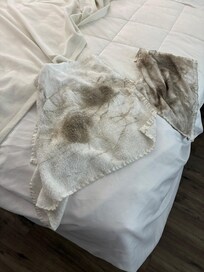 This is the one towel after cleaning the floor! We didn’t think to get a picture of the roach because I guess we were so upset!