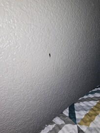 Bugs on the wall
