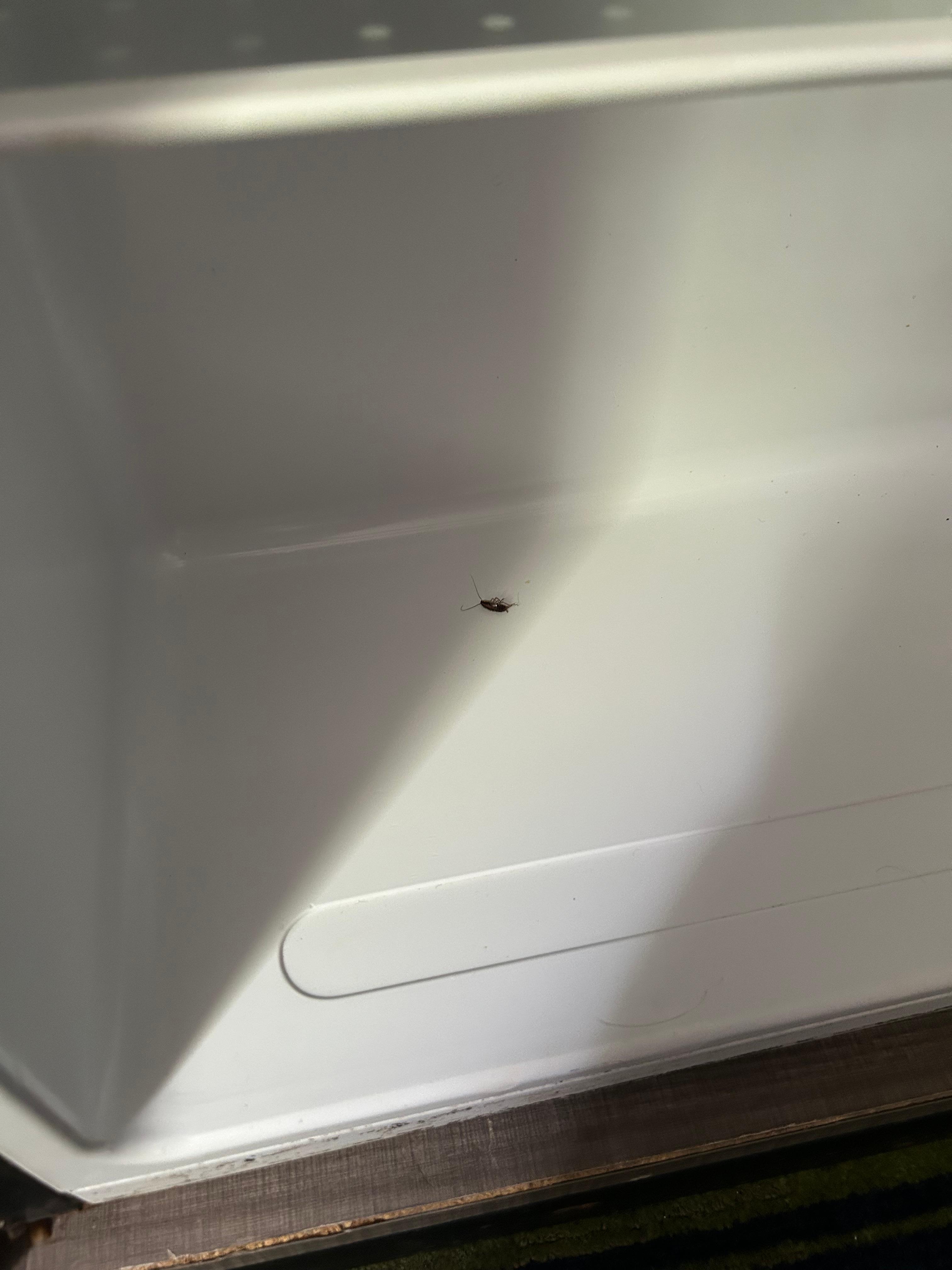 Cockroach in the fridge.