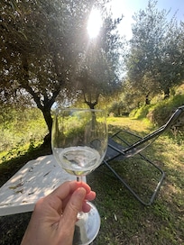 In the shade of the olive trees