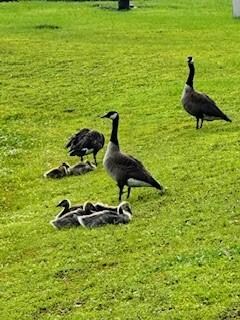 Mother Goose & Goslings