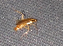 Dead roach in the floor mat