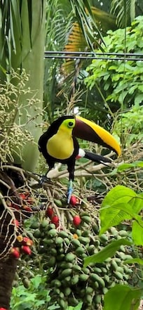 Yellow billed tucan in tree in front of the house.