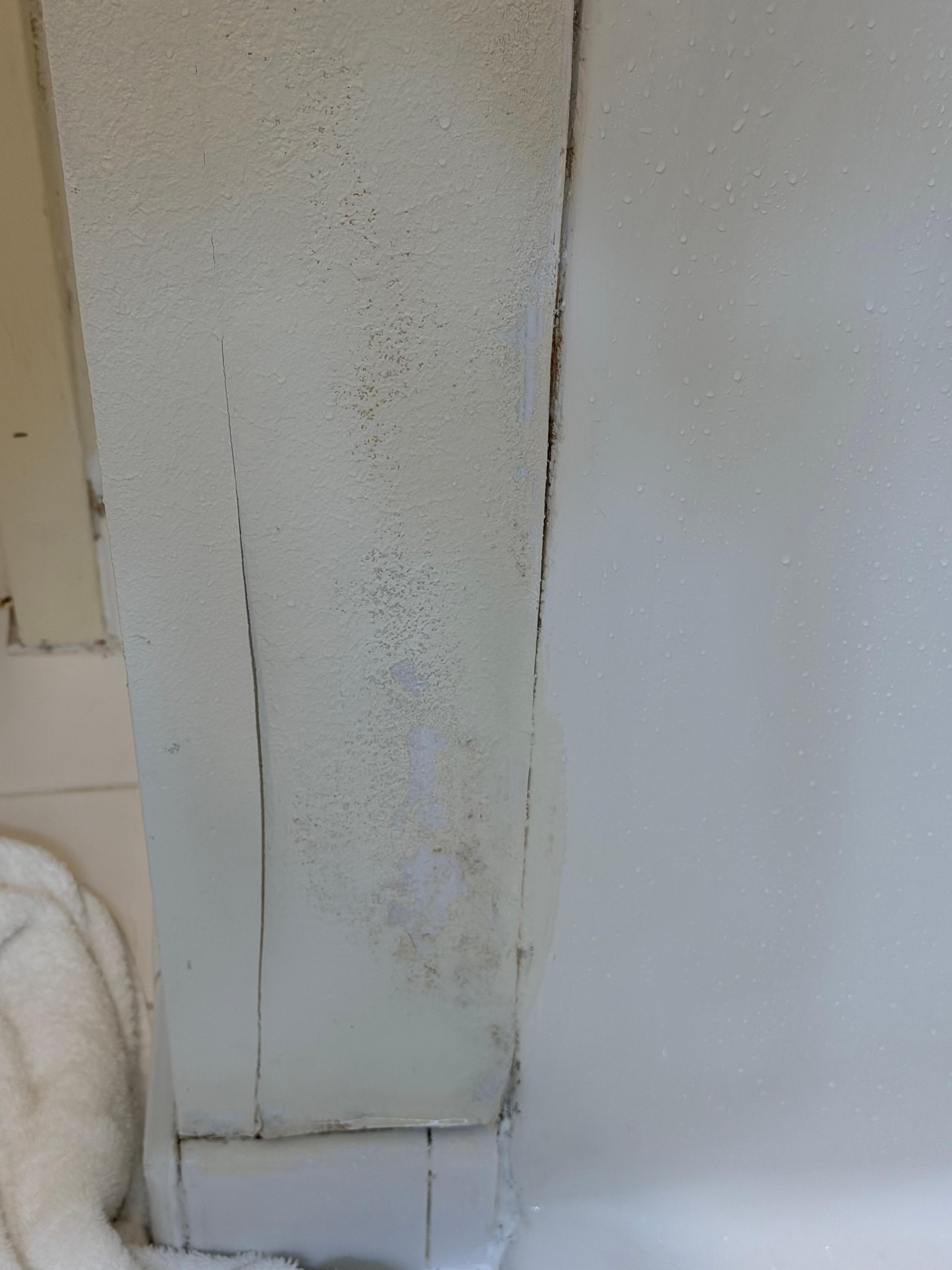 Moldy wall