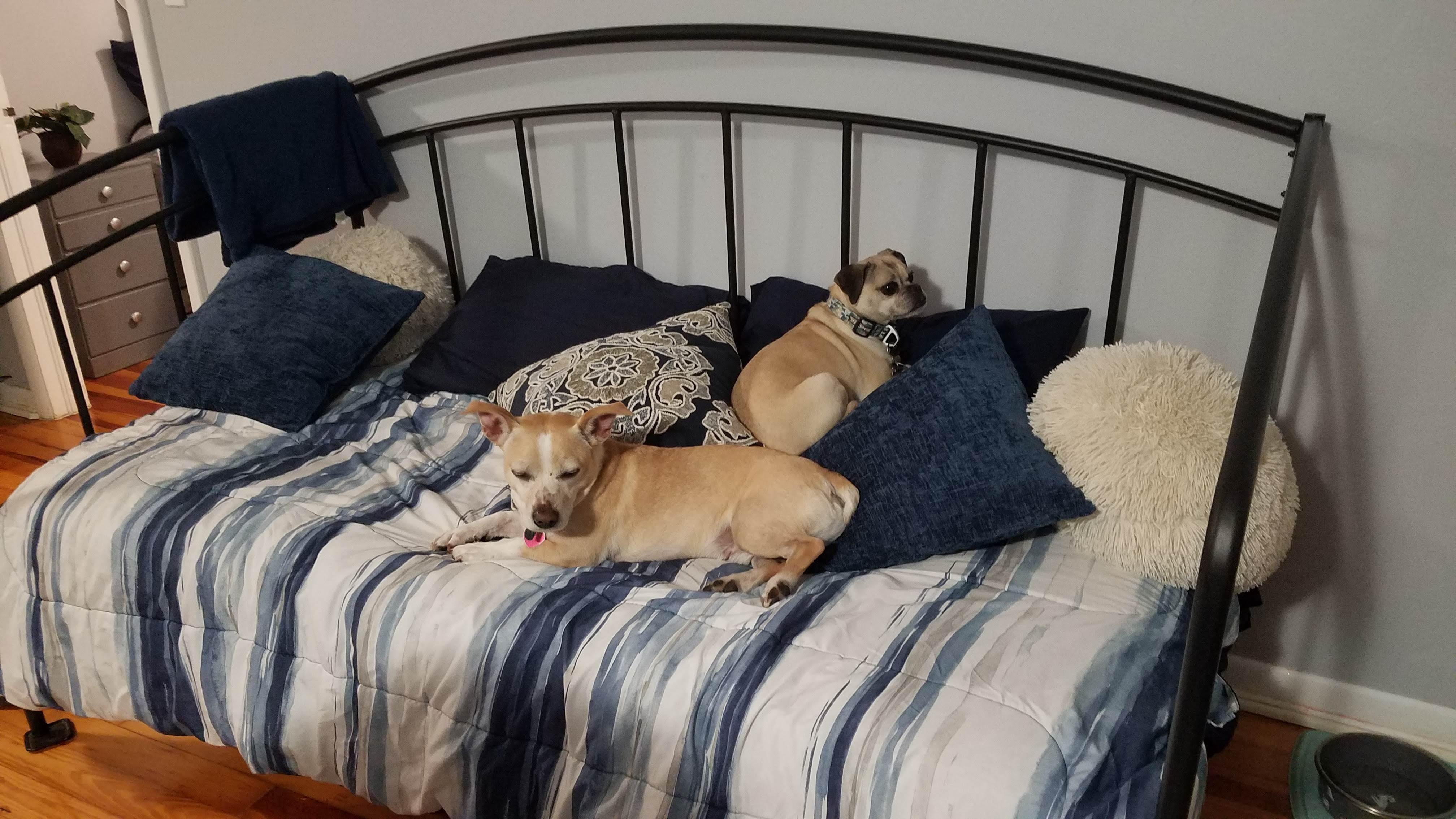 Our dogs were happy here.