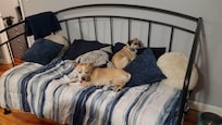 Our dogs were happy here.
