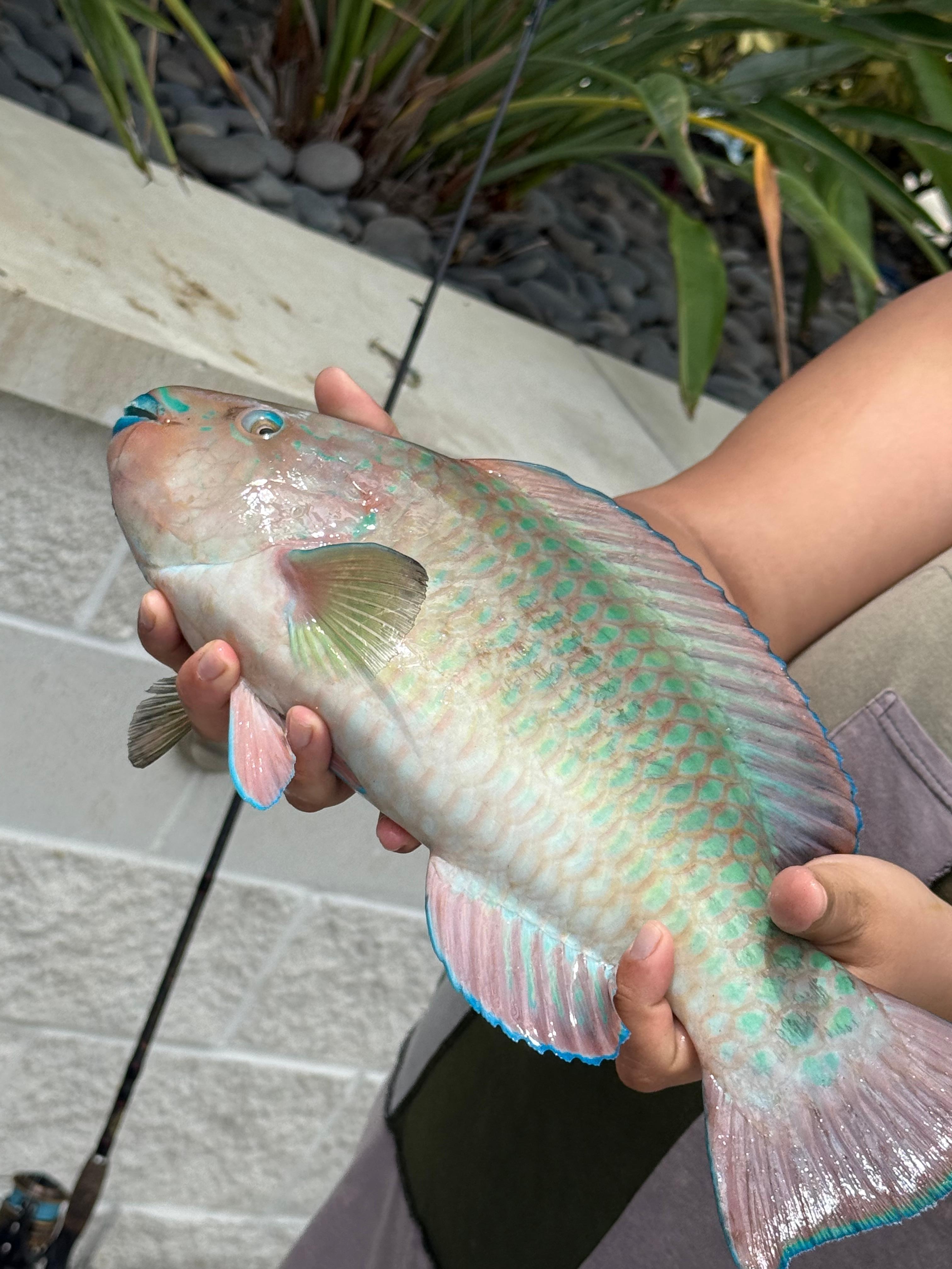 Released parrot fish