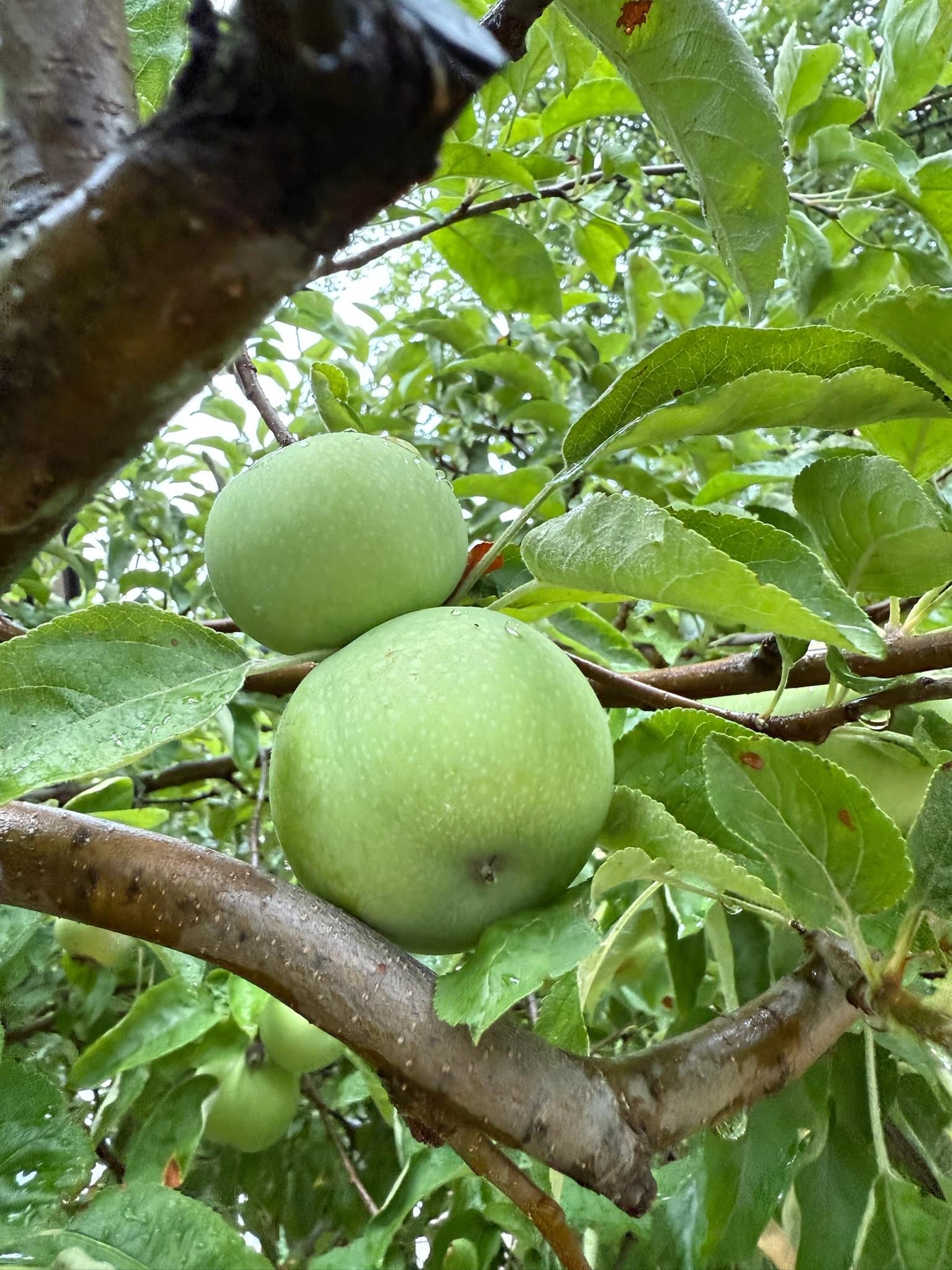 Apple tree out front