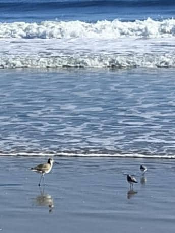  Best Christmas Gift!
Hardly any people. Miles of shore, comforting surf, perfect weather to stroll in solitude 💜