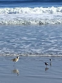 Best Christmas Gift!
Hardly any people. Miles of shore, comforting surf, perfect weather to stroll in solitude 💜