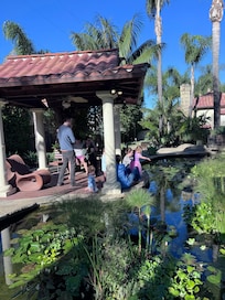 Koi feeding