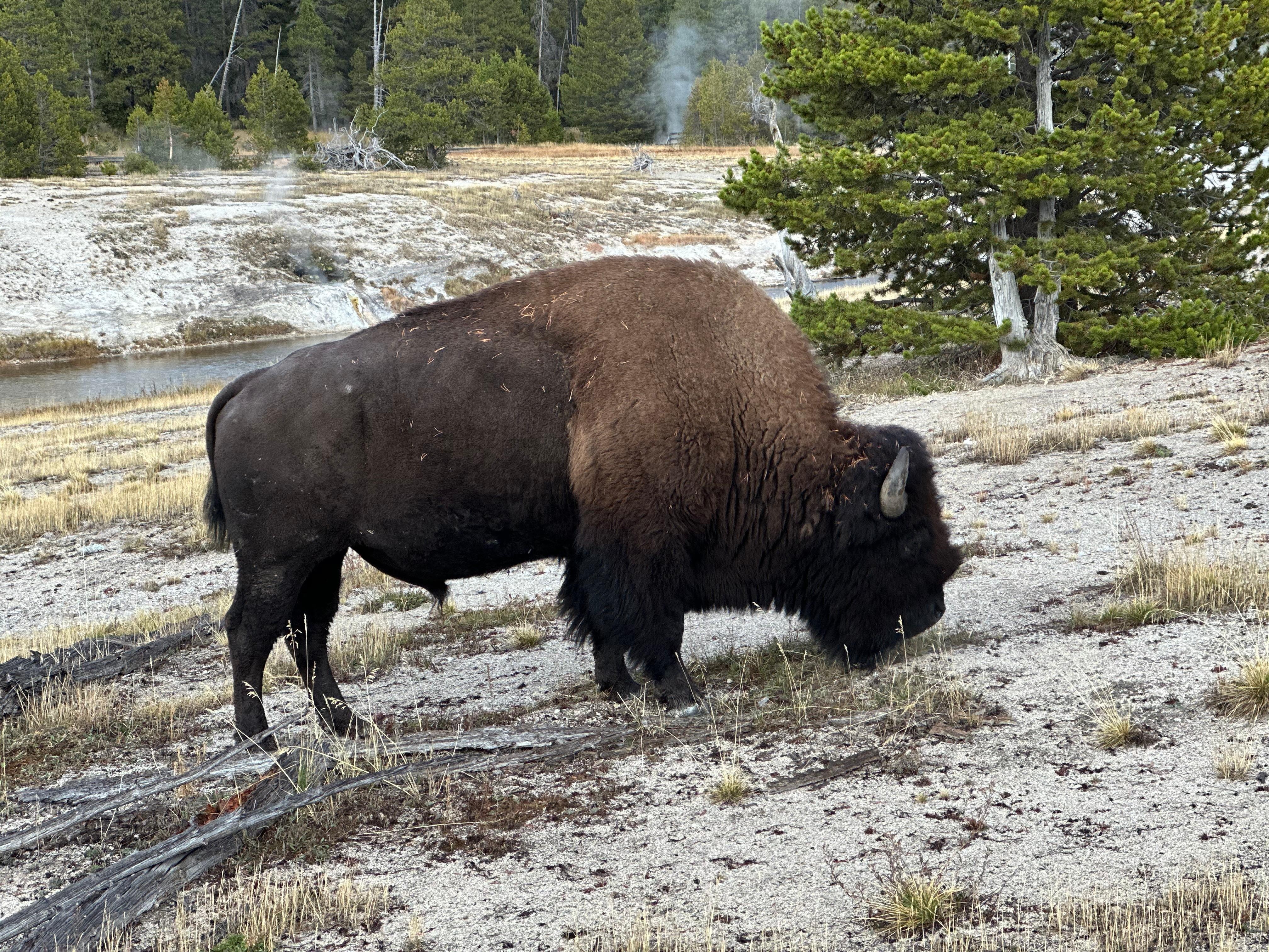 Hard to miss seeing a bison or two