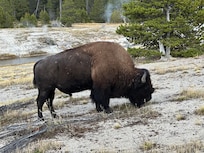 Hard to miss seeing a bison or two