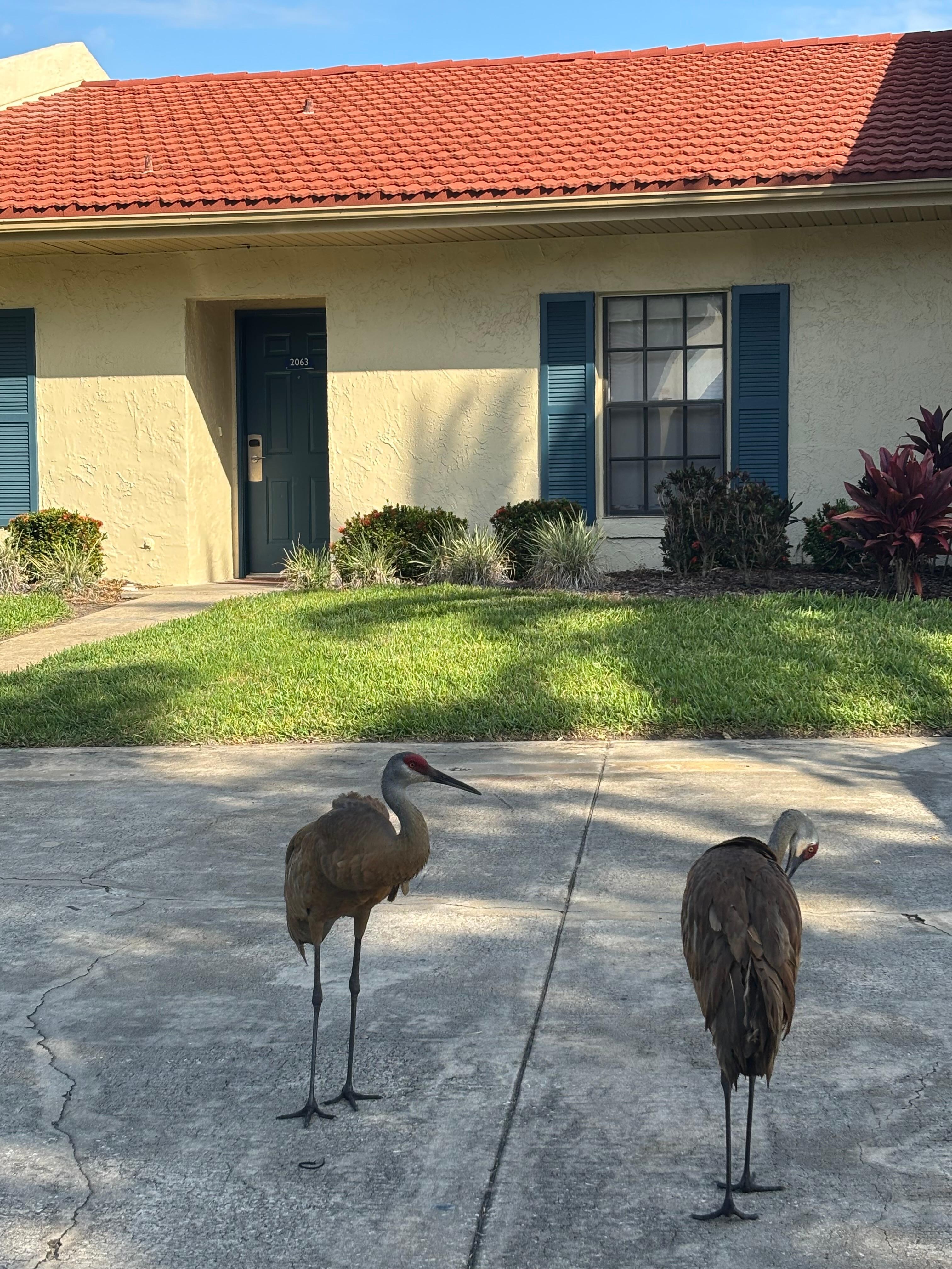 Visitors in driveway just beautiful…