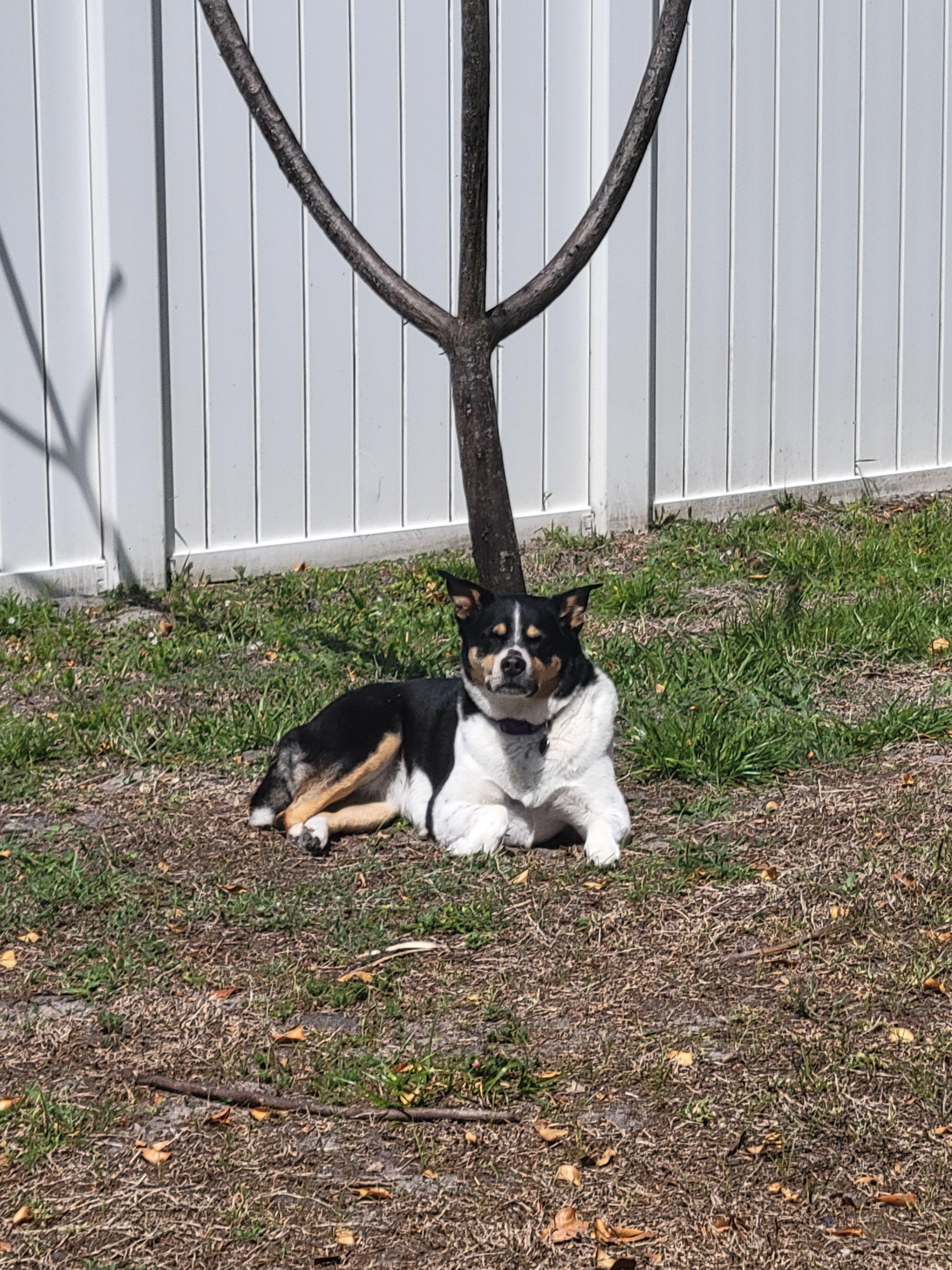 Roni under her " tree" 