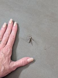 Multiples on the bathroom floor