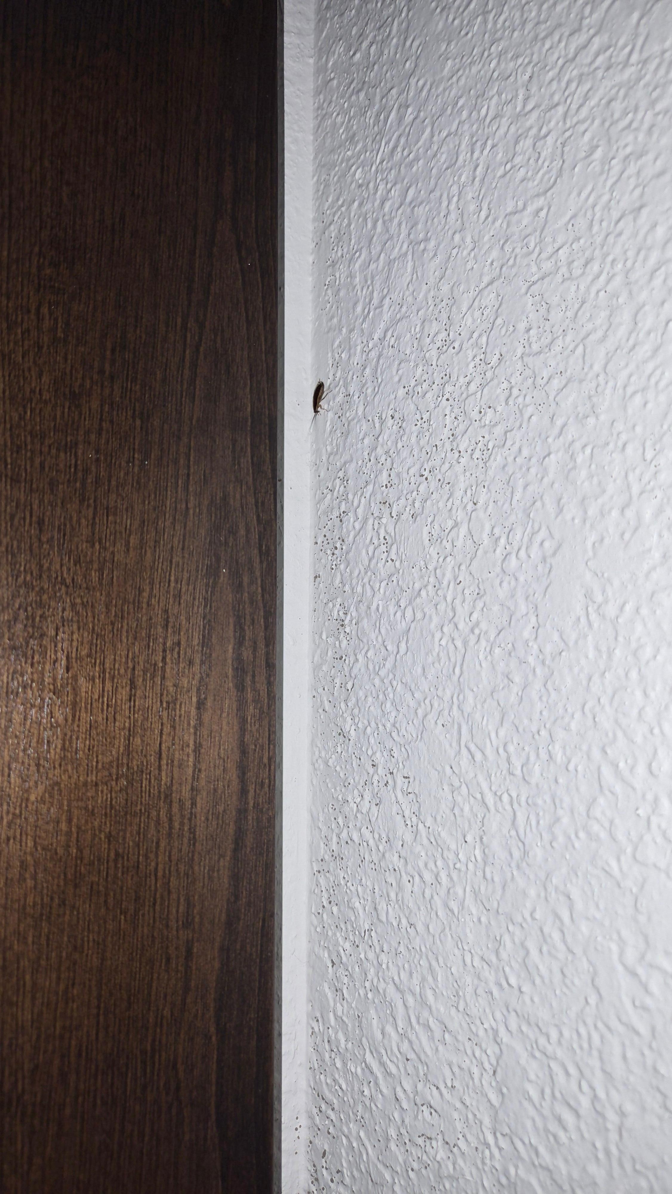 Roach on the wall near bed, surrounded by what looks like roach droppings.