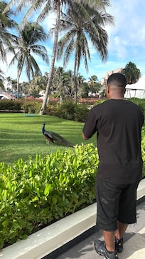 Peacocks walk around