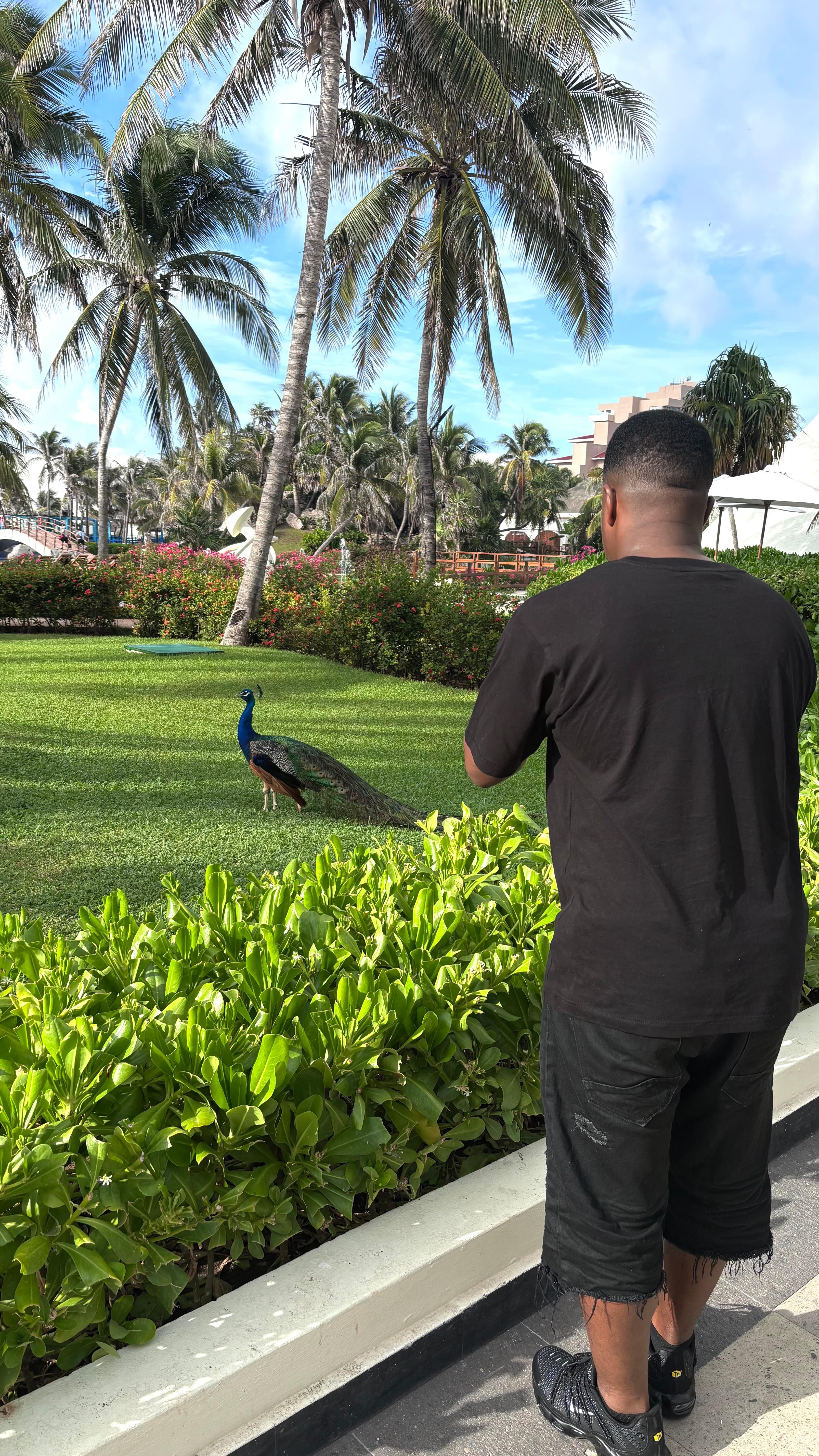 Peacocks walk around 
