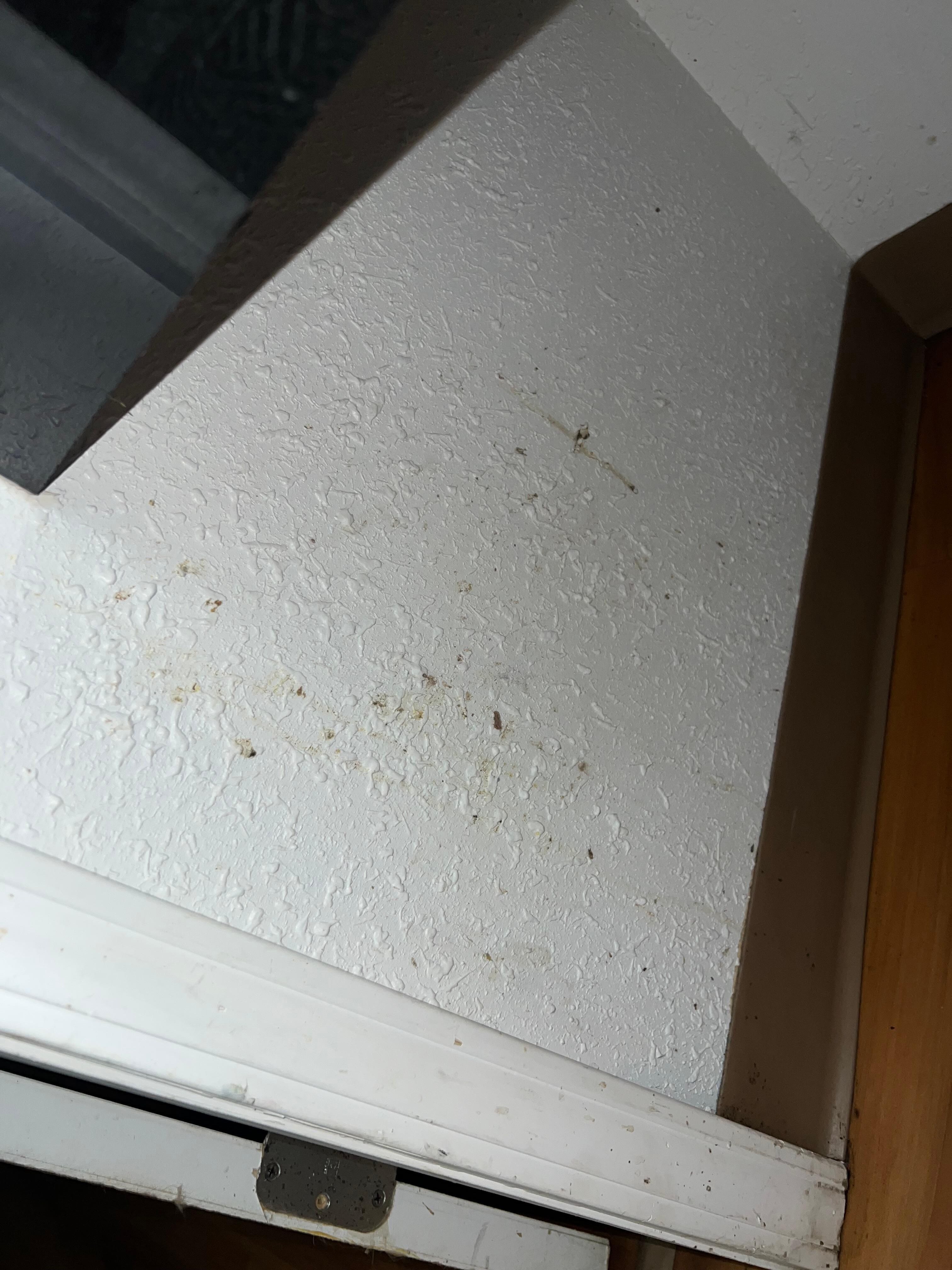 Mold under sink
