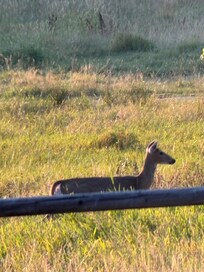 White tail deer grazing in the field in front of the cabin