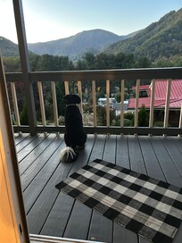 Our dog loved the view too!!!